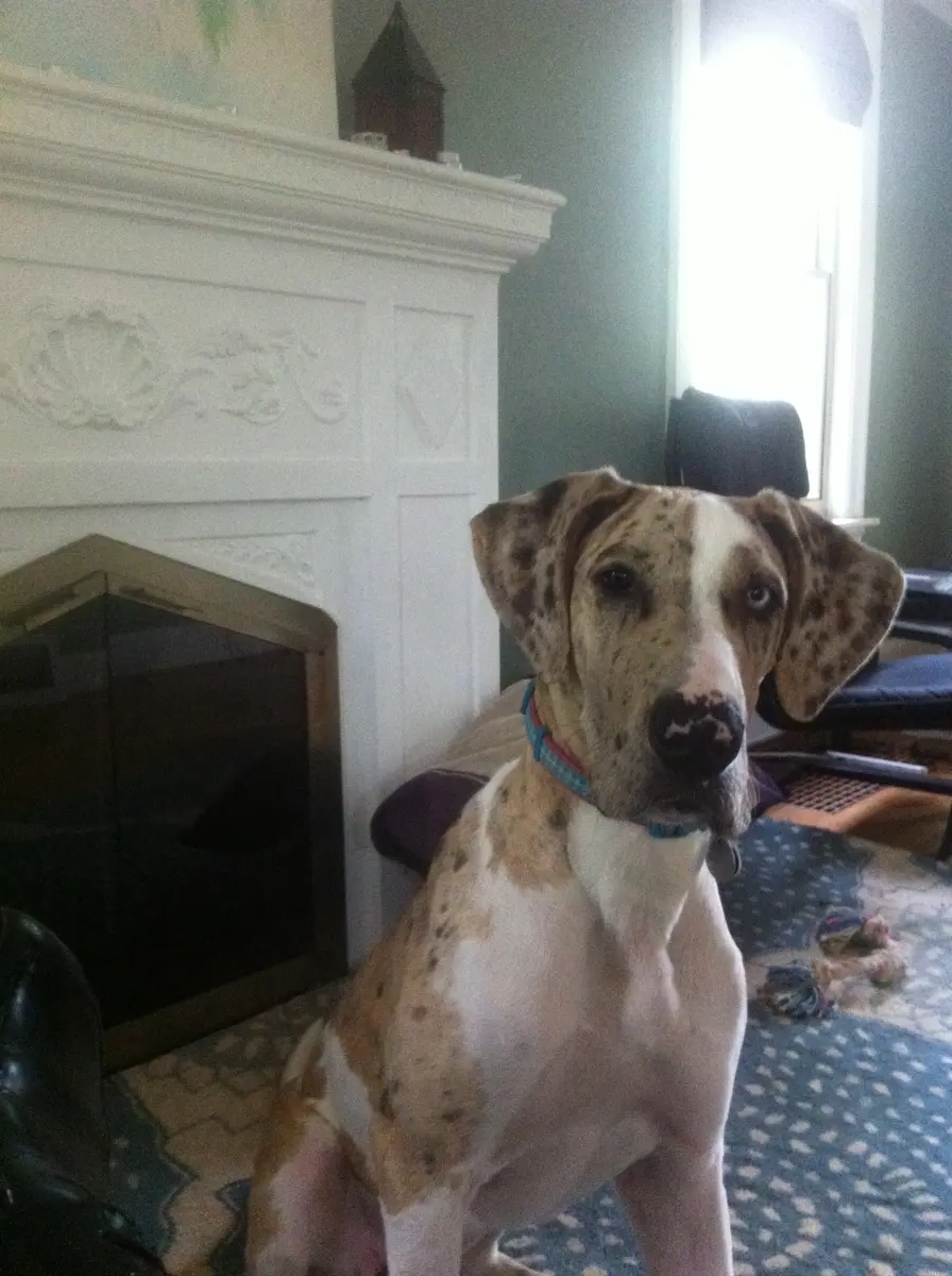 Rosey at six months.