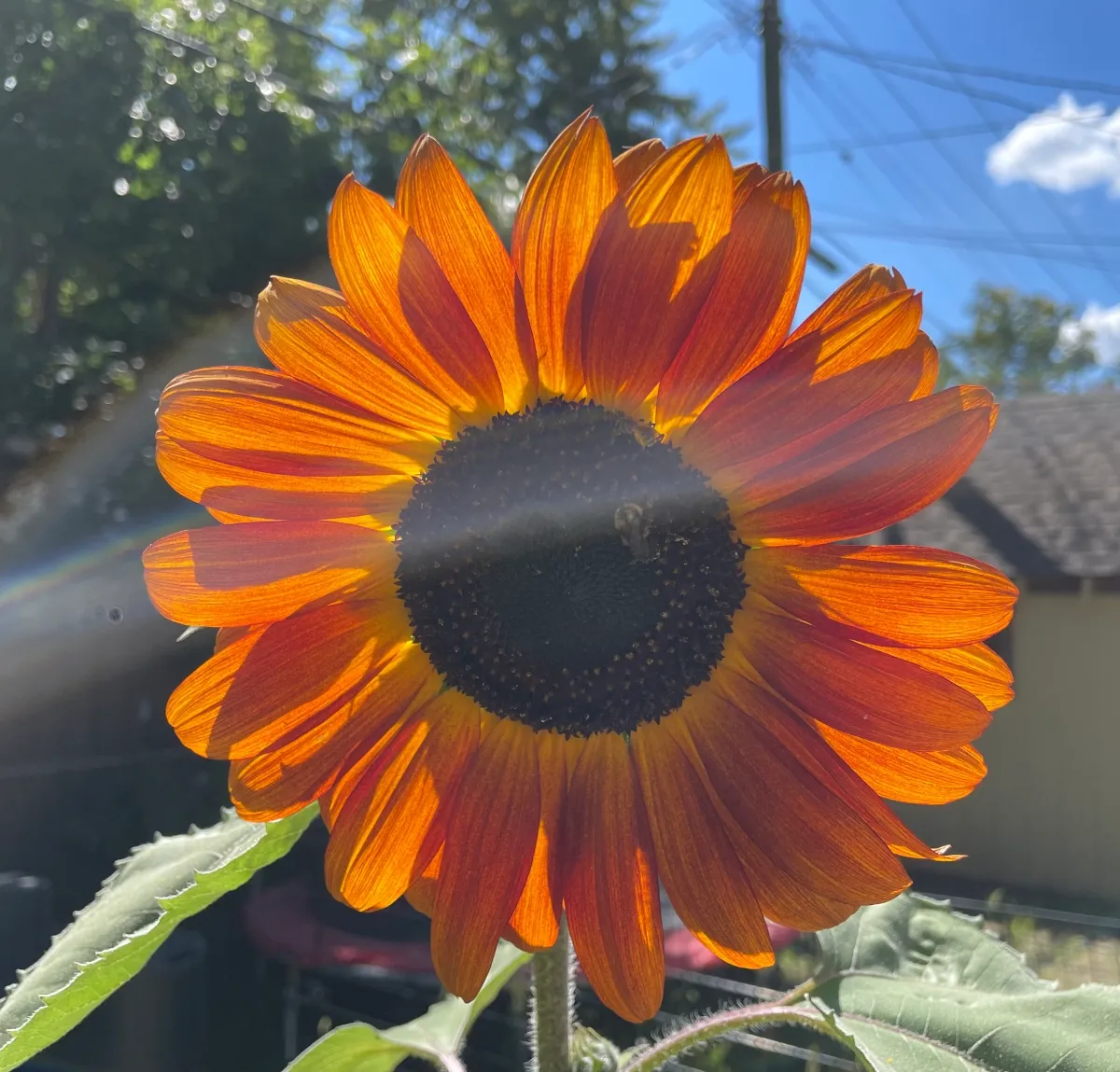Sunflower with lens flare and two bees