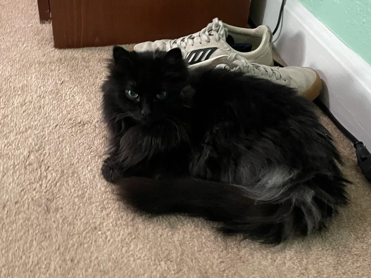 Black cat laying next to white shoes with a gum sole