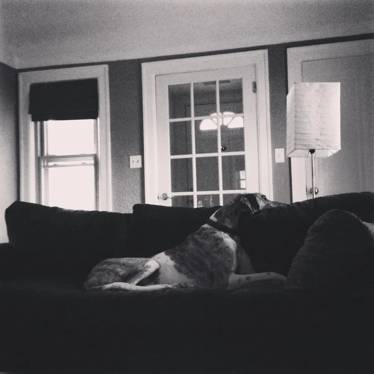 Rosey in black and white