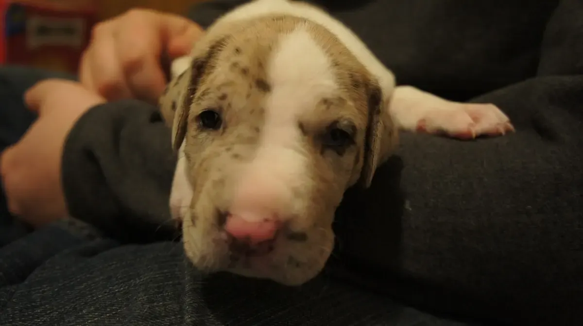 Holding our little Rosey, for the first time