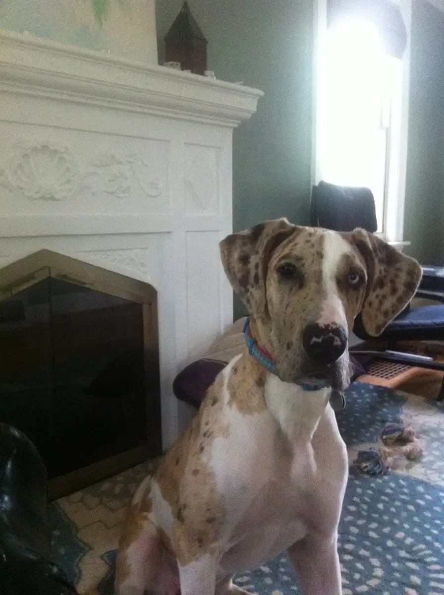 Rosey at six months.