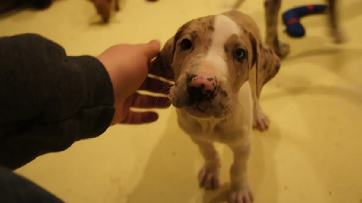 Rosey before bringing her home