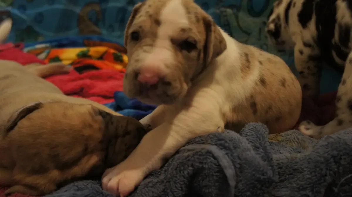 Rosey as a baby