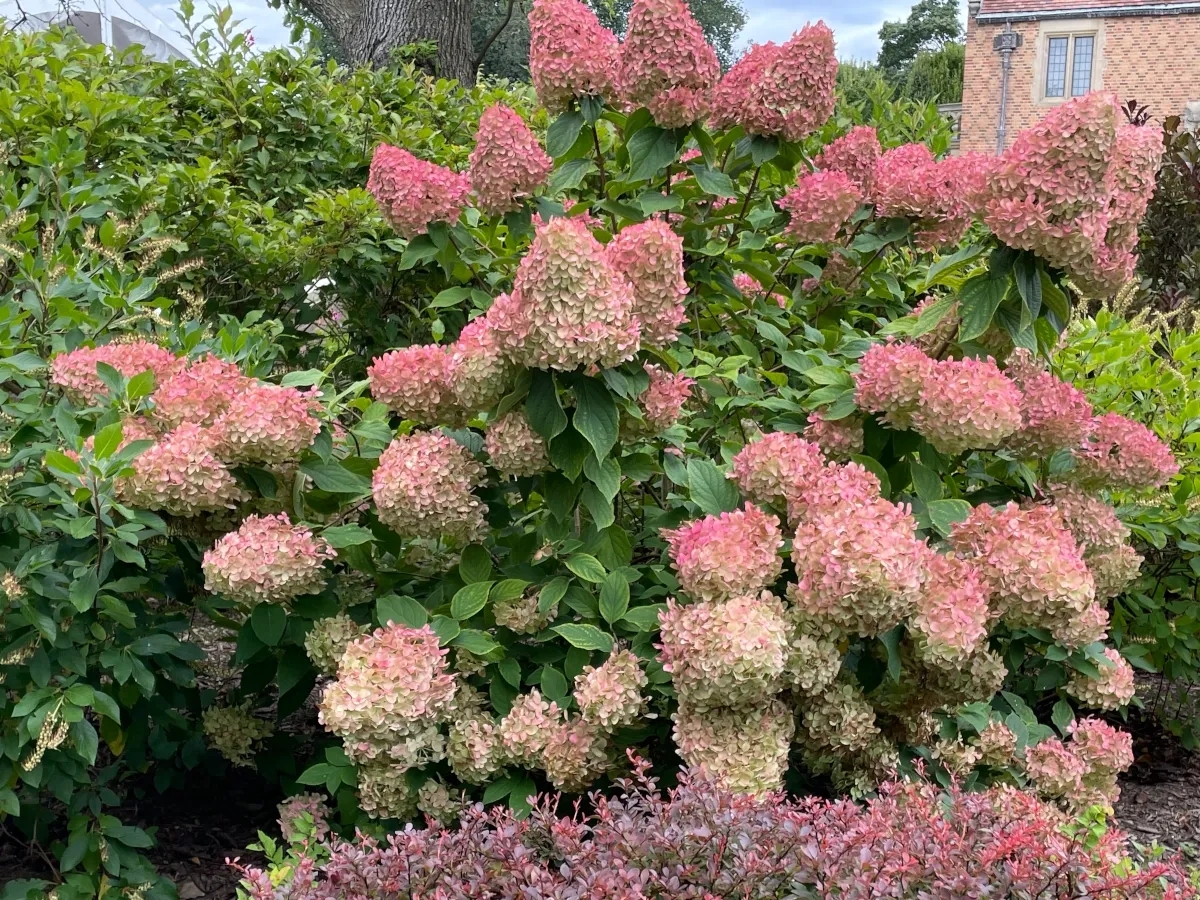 Hydrangea
